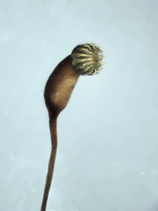 Sanionia uncinata